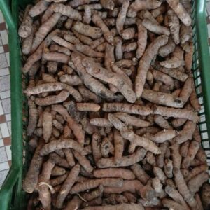 Racine de curcuma frais