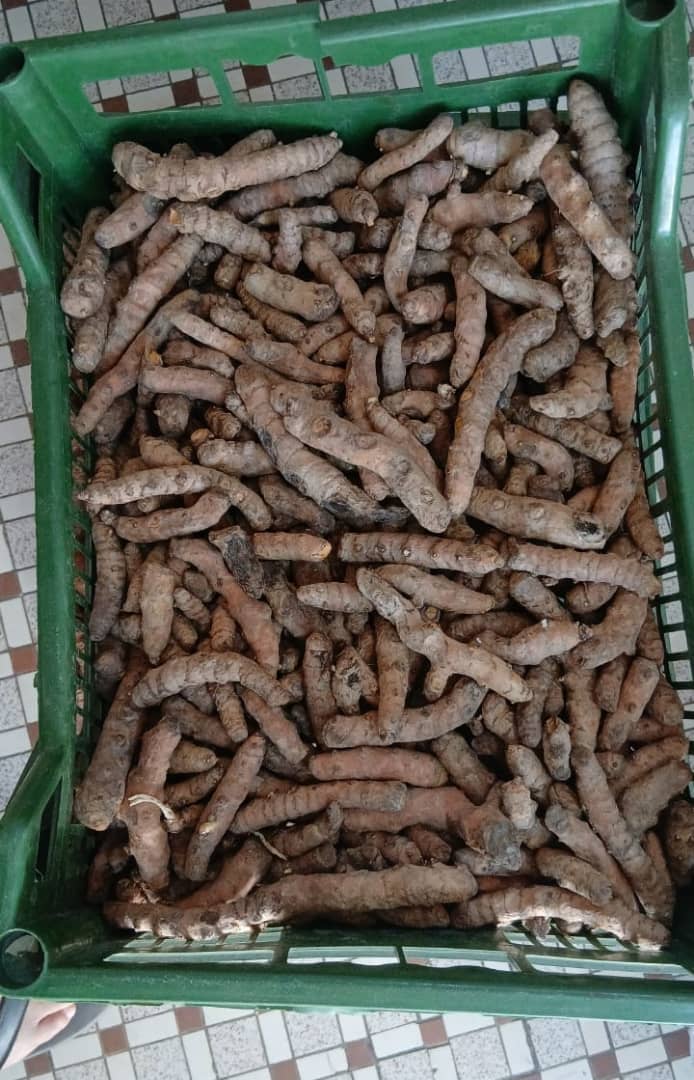 Racine de curcuma frais