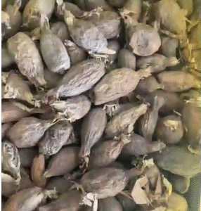 Piment de Guinée (Poivre de Guinée)