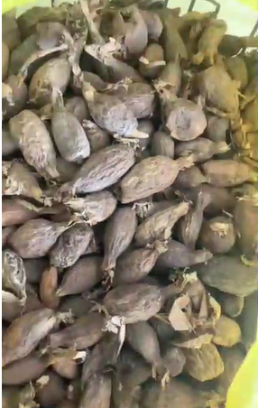 Piment de Guinée (Poivre de Guinée)