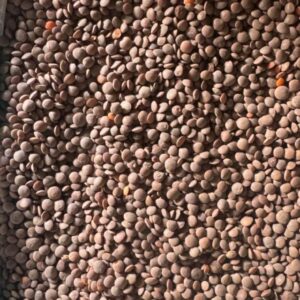 Lentilles brunes