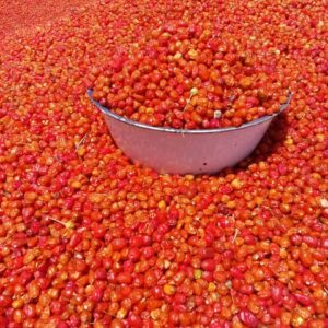 Piment - kani